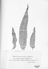 Puccinia polygoni-amphibii image